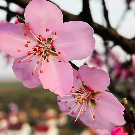Palatina - Auszeit In Der Suedpfalz