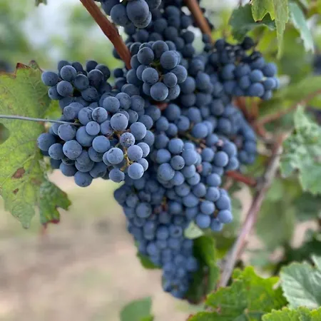Palatina - Auszeit In Der Suedpfalz * Heuchelheim-Klingen