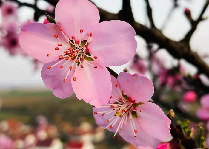 Palatina - Auszeit In Der Suedpfalz