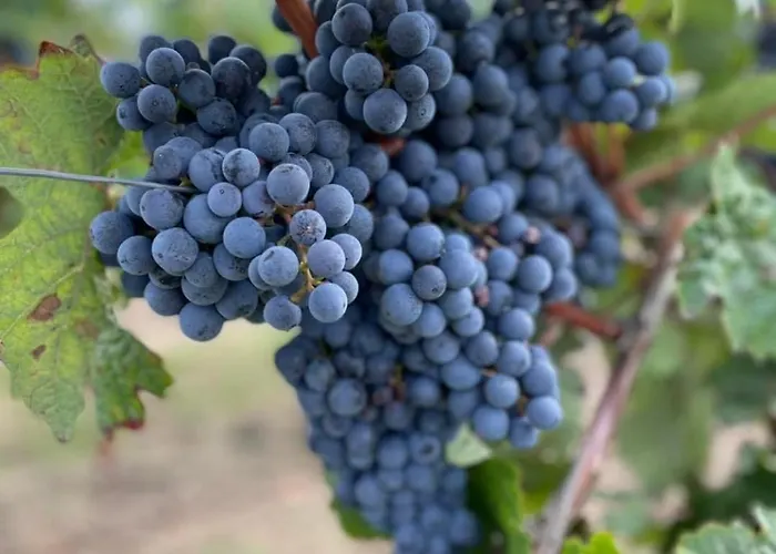 Palatina - Auszeit In Der Suedpfalz * Heuchelheim-Klingen