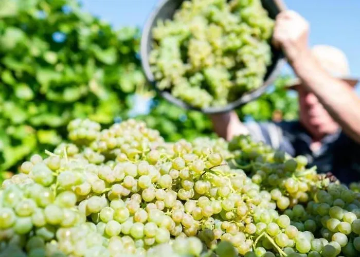 Apartamento Palatina - Auszeit In Der Suedpfalz *